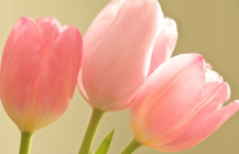 西村人形店_お問い合わせ